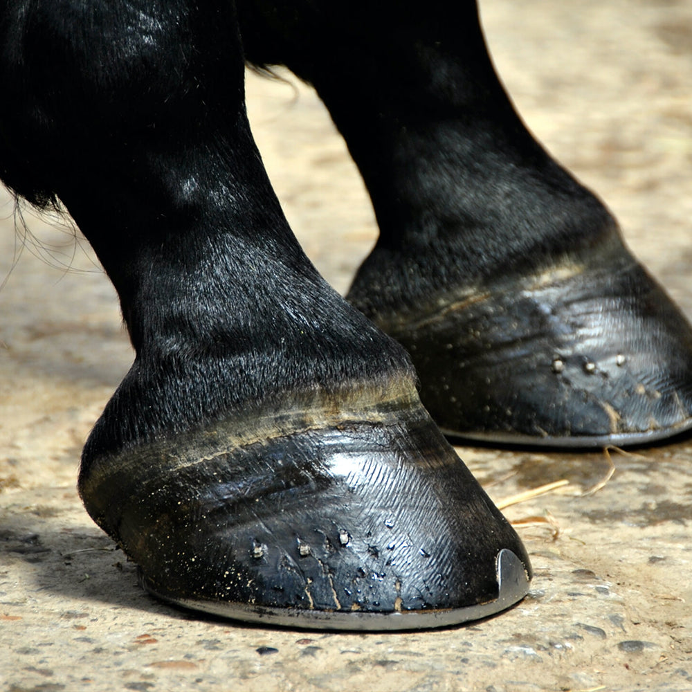 HOOF OIL / 1kg