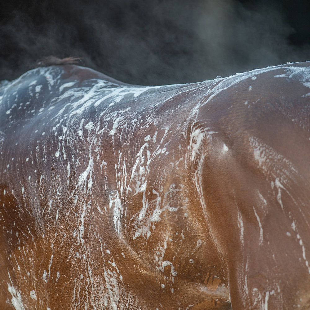 HORSE SHAMPOO / 946ml